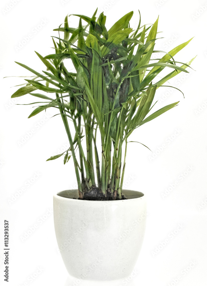 gruene Palme als Zimmerpflanze StockFoto Adobe Stock
