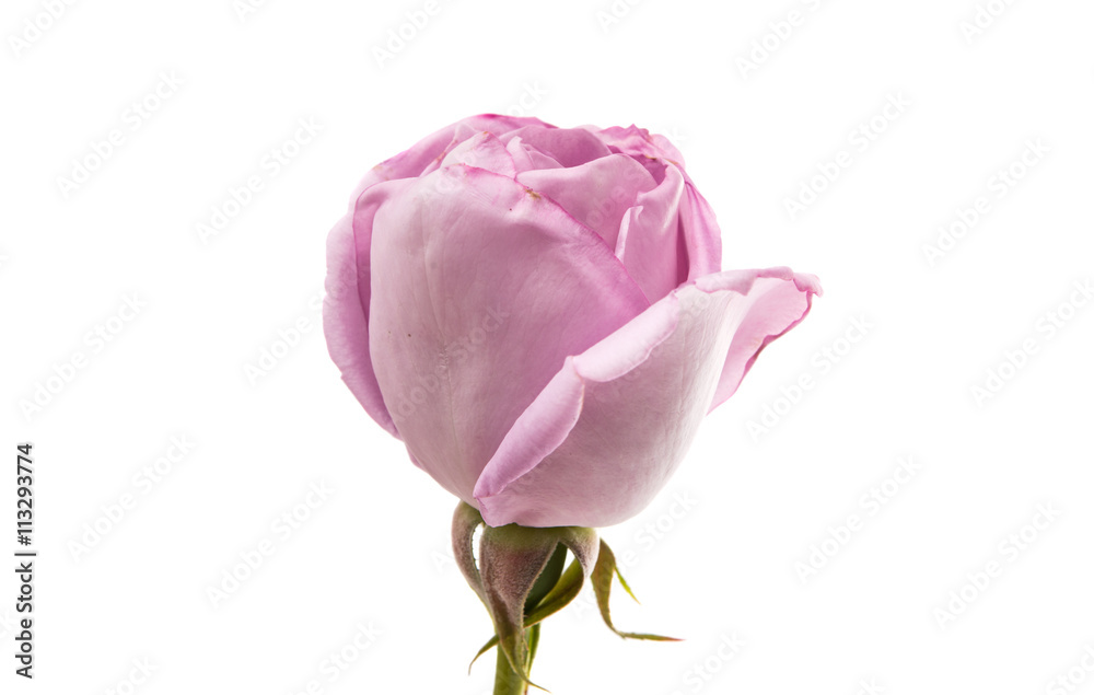 beautiful purple rose beautiful purple rose