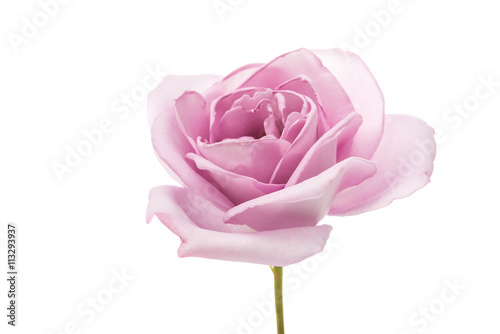 Fototapeta Naklejka Na Ścianę i Meble -  beautiful purple rose