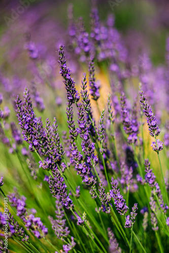 Lavender Flowers in Provence, France. Summer season