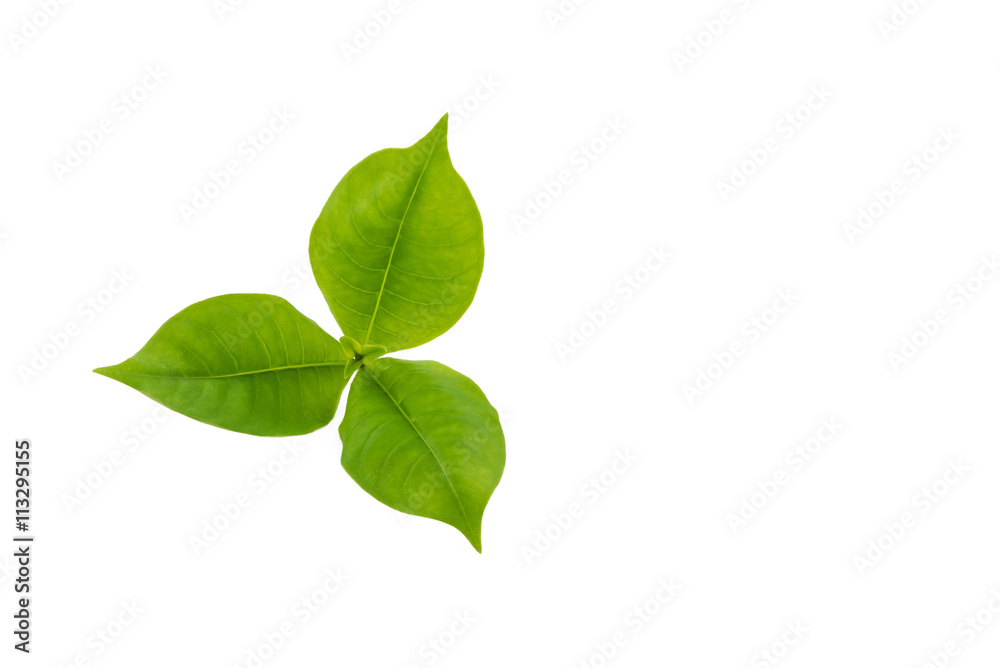 Green leaves isolated on white background. Clipping path Green leaves isolated on white background. Clipping path