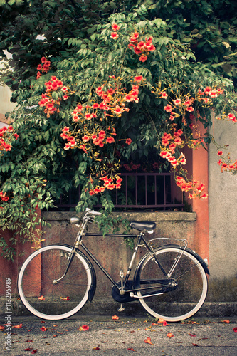 Bicycle with flowers in the background. A vintage bike leans against the wall.