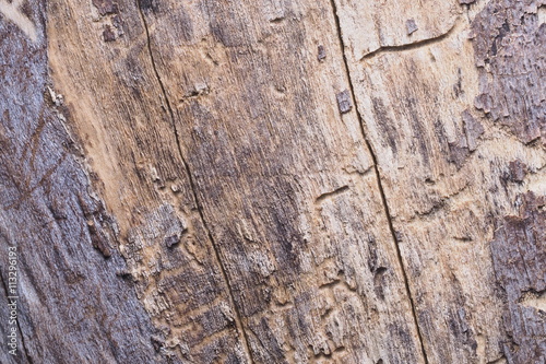Wood Background Texture and Abstract /OLYMPUS DIGITAL CAMERA