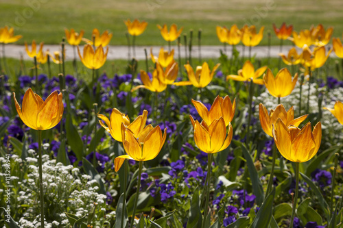 Fototapeta Naklejka Na Ścianę i Meble -  Frühlingsblumen, Tulpen, Tulipa