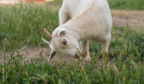 Funny goats grazing on a green field © Goncharenya Tanya