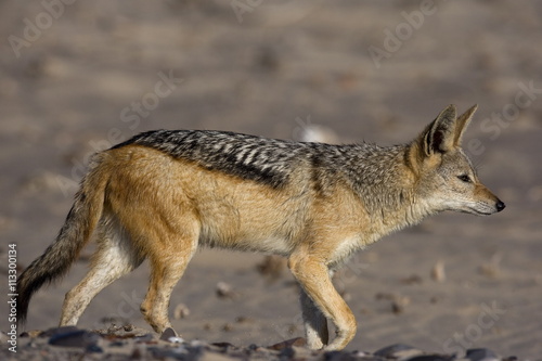 Black-backed jackal (Canis mesomelas), Skeleton Coast, Namibia photo