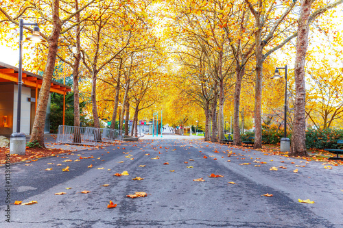 empty road with yellow fallen leaves