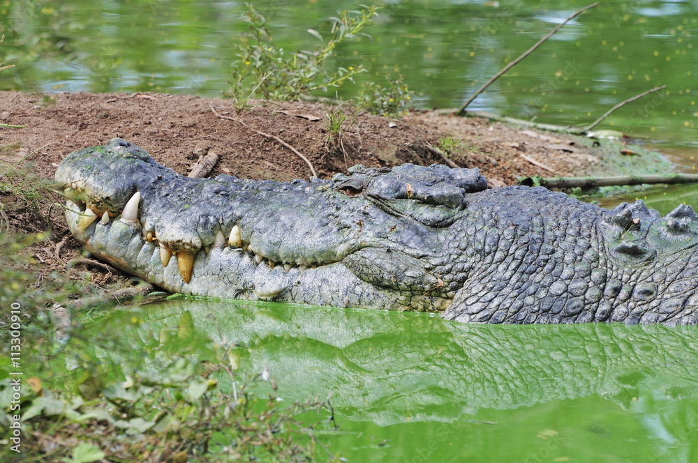 Saltwater crocodile, Northern Territory Saltwater crocodile, Northern Territory