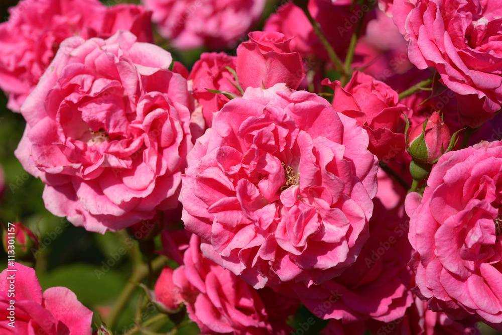 Pink roses in garden close-up