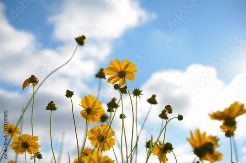 Coreopsis pubescens flowers on blue sky background