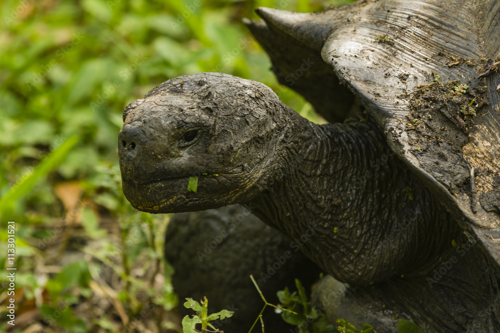 Giant Tortoise Giant Tortoise