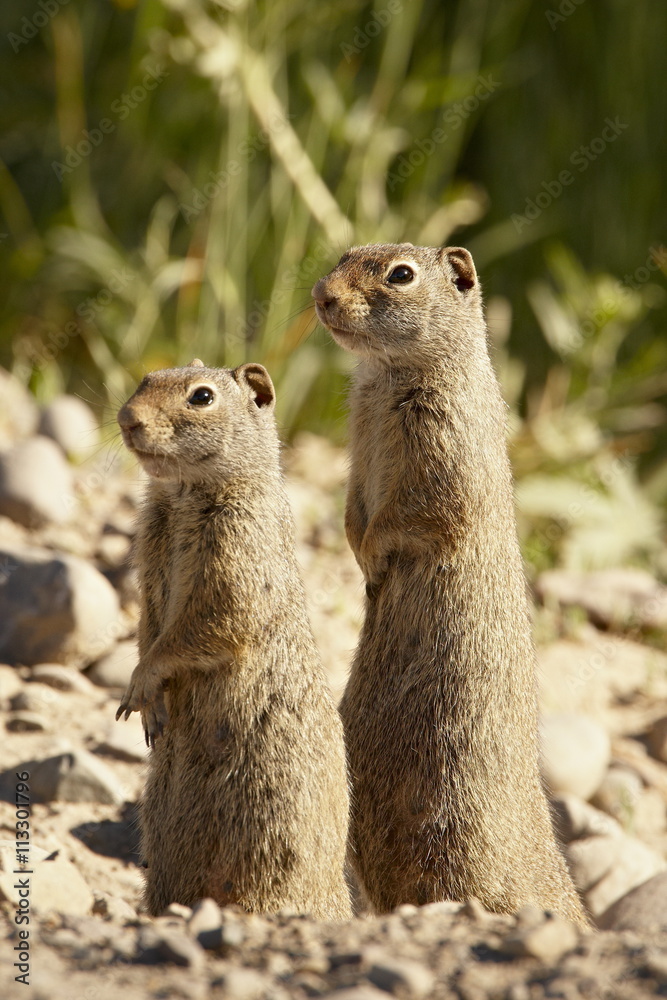 Two Richardson ground squirrel (Citellus richardsoni), Grand Teton National Park, Wyoming Two Richardson ground squirrel (Citellus richardsoni), Grand Teton National Park, Wyoming