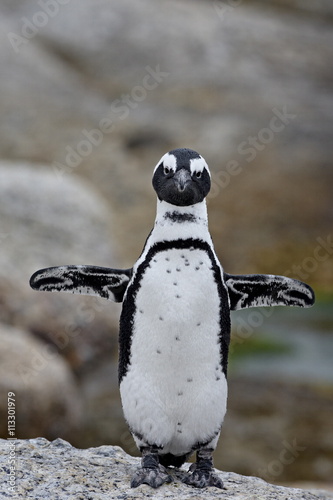 African penguin (Spheniscus demersus), Simons Town, Cape Province photo