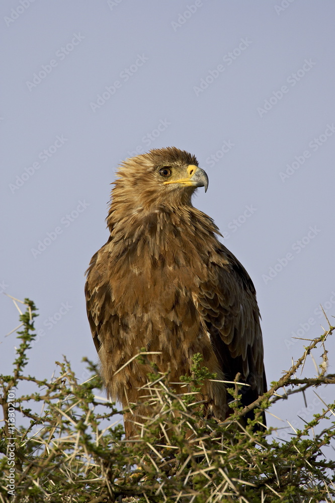 Tawny eagle (Aquila rapax), Serengeti National Park, Tanzania Tawny eagle (Aquila rapax), Serengeti National Park, Tanzania