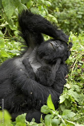 Mother and infant mountain gorilla (Gorilla gorilla beringei), Amahoro A Group, Volcanoes National Park, Rwanda photo