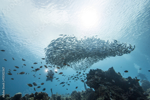 Unterwasser - Riff - Fisch - Fischschwarm - Tauchen - Curacao - Karibik 