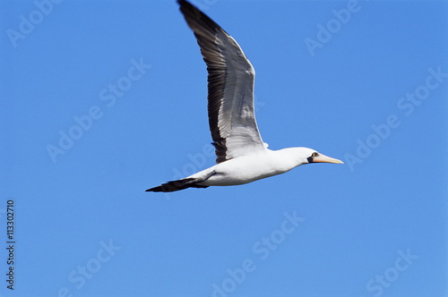 Masked booby (Sula dactylatra granti), Tower Island, Galapagos Islands, Ecaudor photo