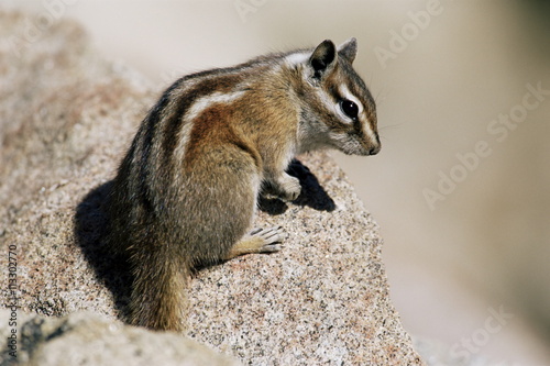 Colorado chipmunk (Eutamias quadrivittatus), Rocky Mountain National Park, Colorado photo