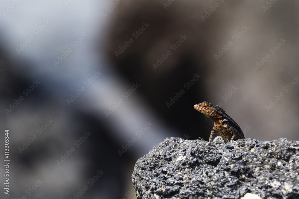 Lava Lizard Lava Lizard