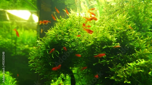 aquarium with beautiful orange fish and grass photo