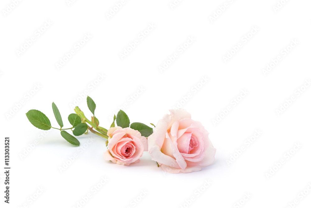 Fototapeta premium Rosen