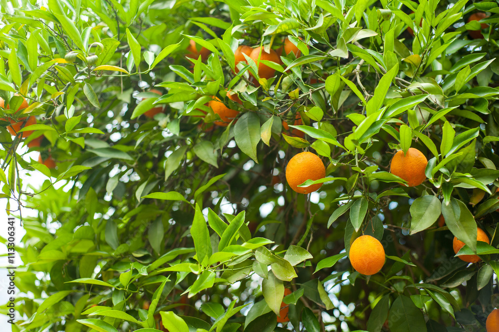 Oranges on the tree fruit cultivation