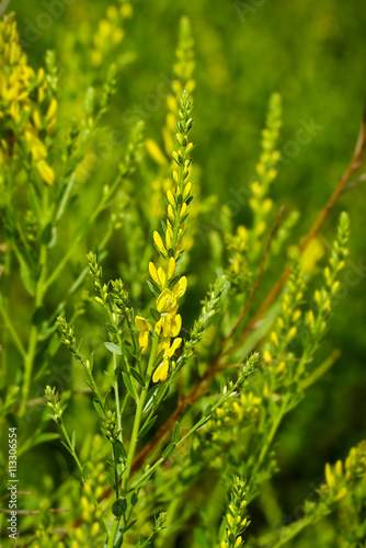 Genista tinctoria - Dyer's broom