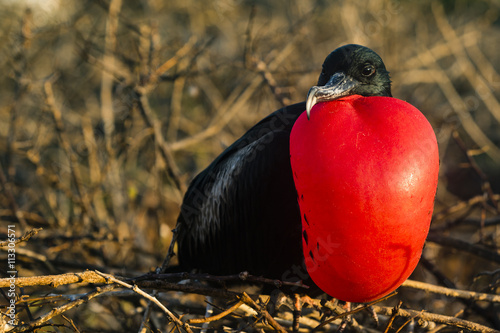 Frigate Bird photo