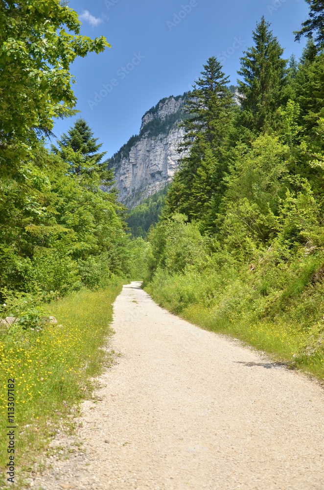 Fototapeta premium Sentier forestier (Chartreuse / Isère)