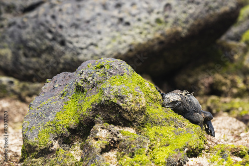 Marine Iguana