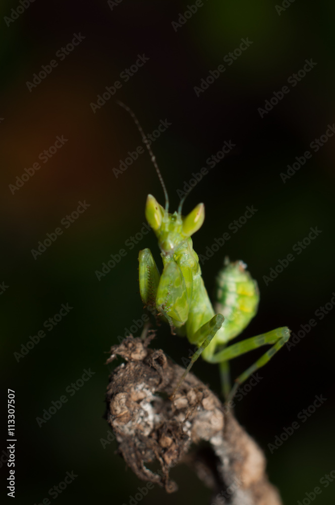 Mantis lives on grass in Asia Thailand Mantis lives on grass in Asia Thailand
