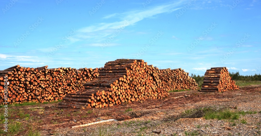 Fototapeta premium Tronçonnage du pin maritime, filière bois Landes