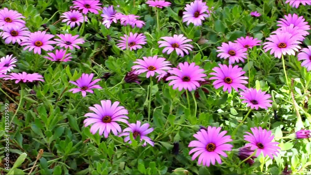 Flowering Purple Daisy or Gerbera in Garden Flowering Purple Daisy or Gerbera in Garden