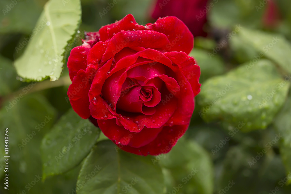 Red Rose. Photographed in the rain, raindrops bedeck a red rose on all its layers of petals. Red Rose. Photographed in the rain, raindrops bedeck a red rose on all its layers of petals.