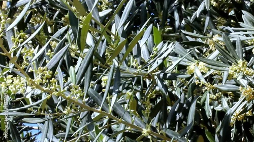 Flowering Olive Tree
