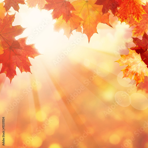 Nature Background with Autumn Maple Leaves and Sun Light