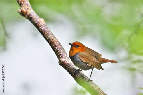 コマドリ(Japanese robin) © sandpiper