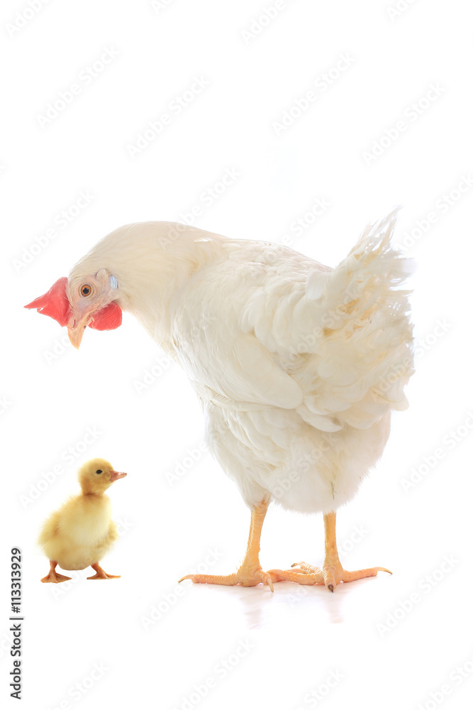  small chicken duck and hen