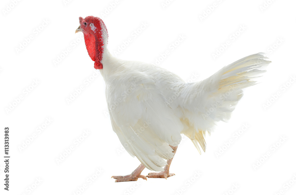 Fototapeta premium turkey