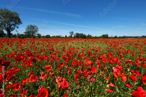 Meadow with poppy flowers, Polish landscape