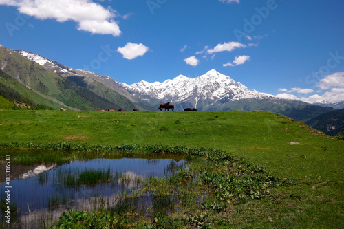 Horses and cows grazing in a meadow in Georgia © Lea Digszammal