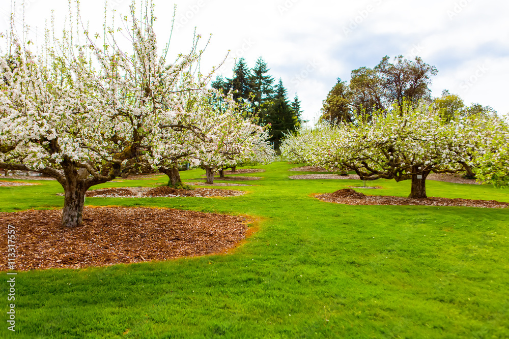 Fototapeta premium Blooming apple trees at spring