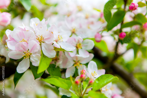 White and pink spring blossoming apple