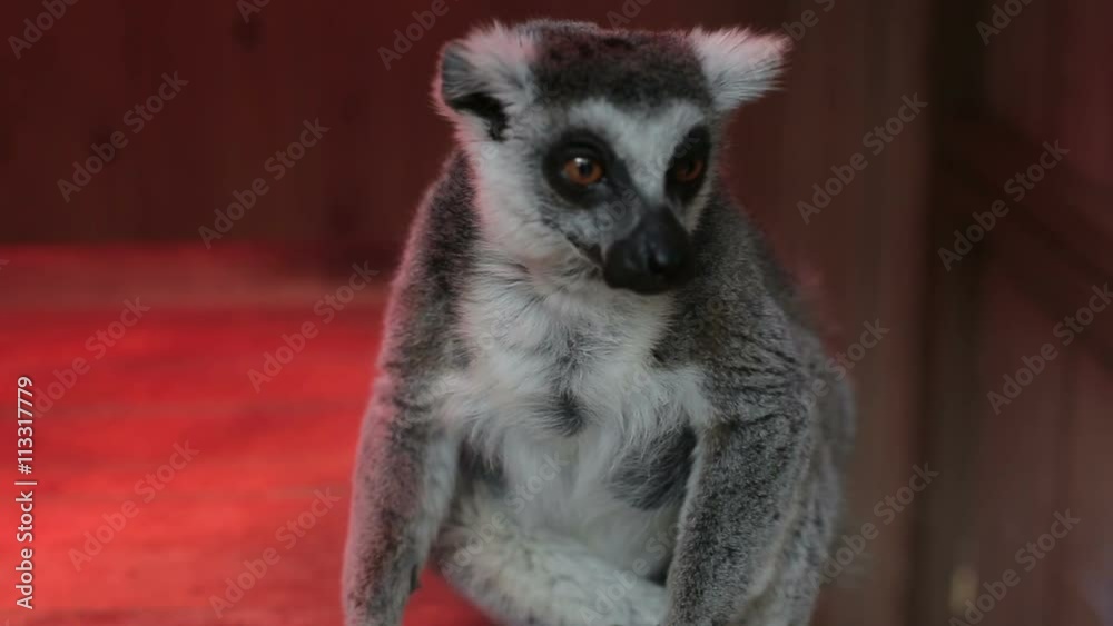 Grey lemur sitting close up Grey lemur sitting close up
