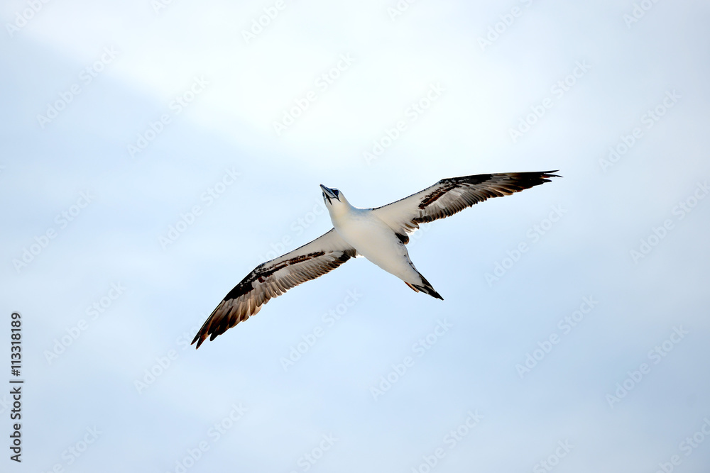 Fototapeta premium Gannet