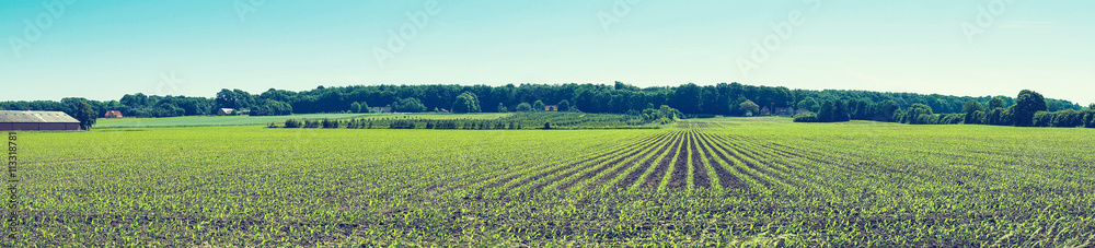 Agricultural field with crops on a row