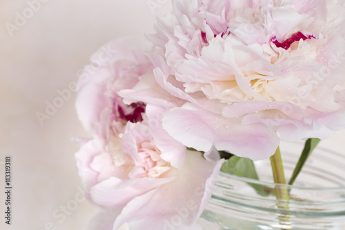 Pink flowers isolated against pale pink