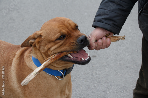 Cheerful young dog playing with stick held by man hand outdoors