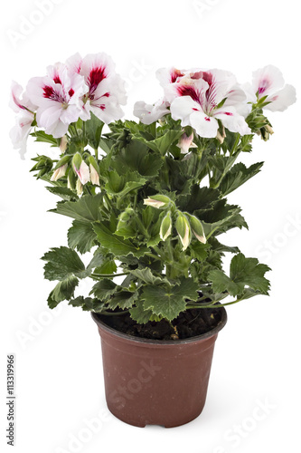 White garden English geranium with buds in flowerpot isolated on white background