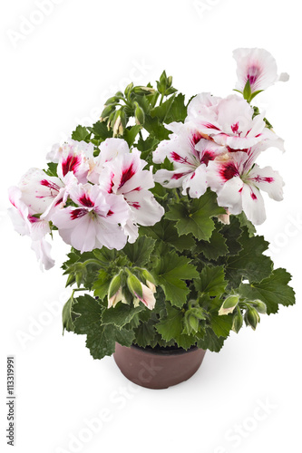 White garden English geranium with buds in flowerpot isolated on white background
